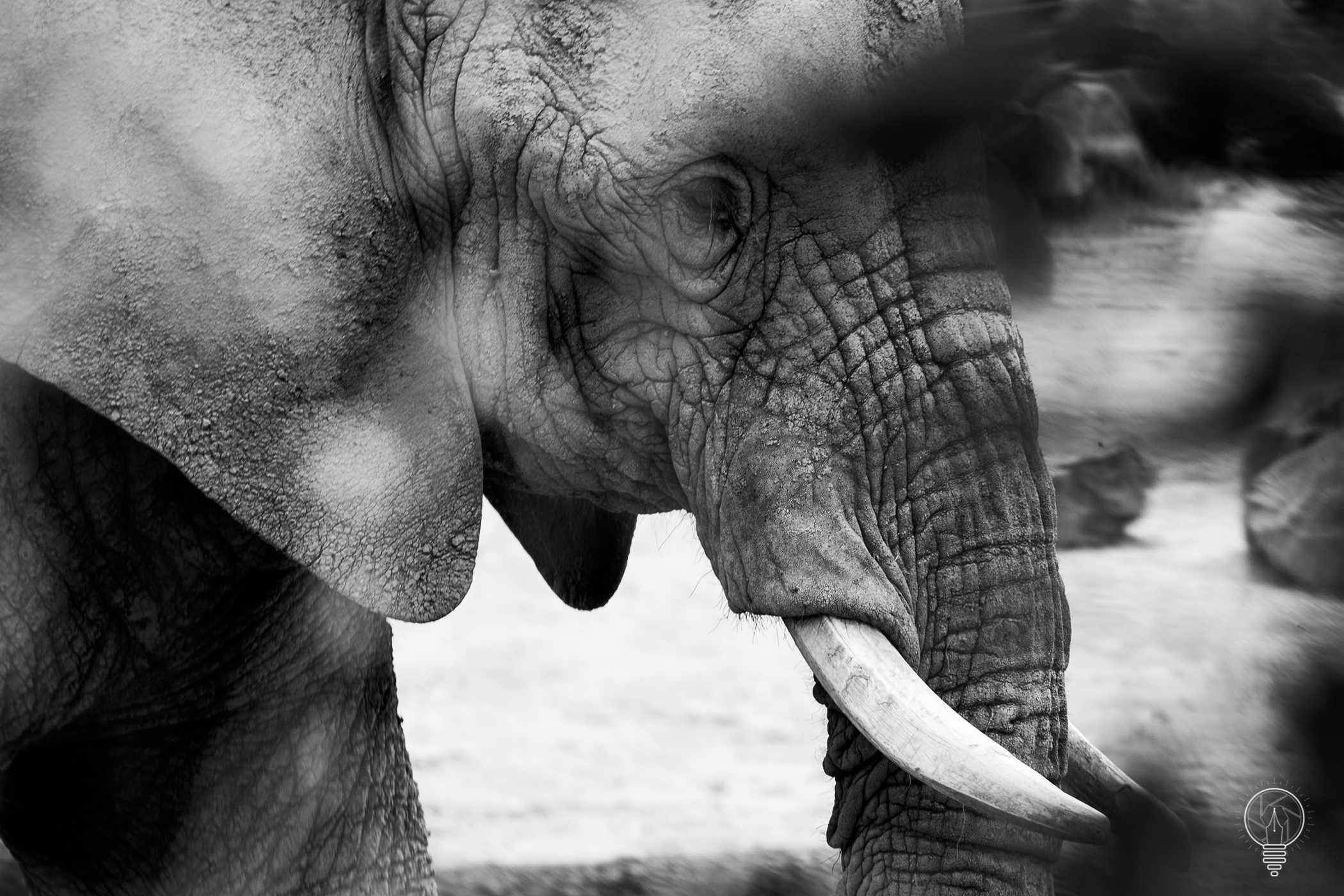 IMG_9854 éléphant du Safari de Peaugres
