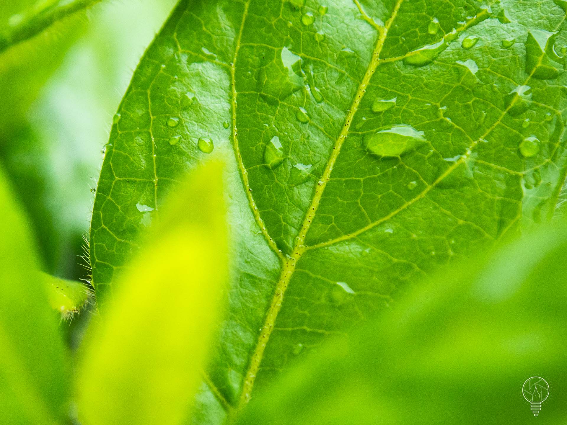 OLYMPUS DIGITAL CAMERA détails de goutte d'eau sur une feuille